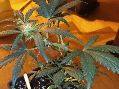 Auto zer
